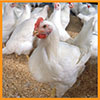feed-poultry4-small