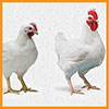 feed-poultry7-small