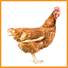 feed-poultry-upro-small
