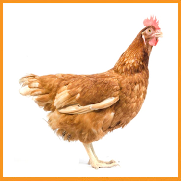 feed-poultry-upro.