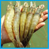 microcrust-small microcrust-small